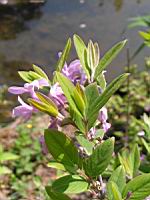 Daphnee - Daphne Genkwa (fam. Thymelacees) (Chine) (2) (Photo F. Mrugala)